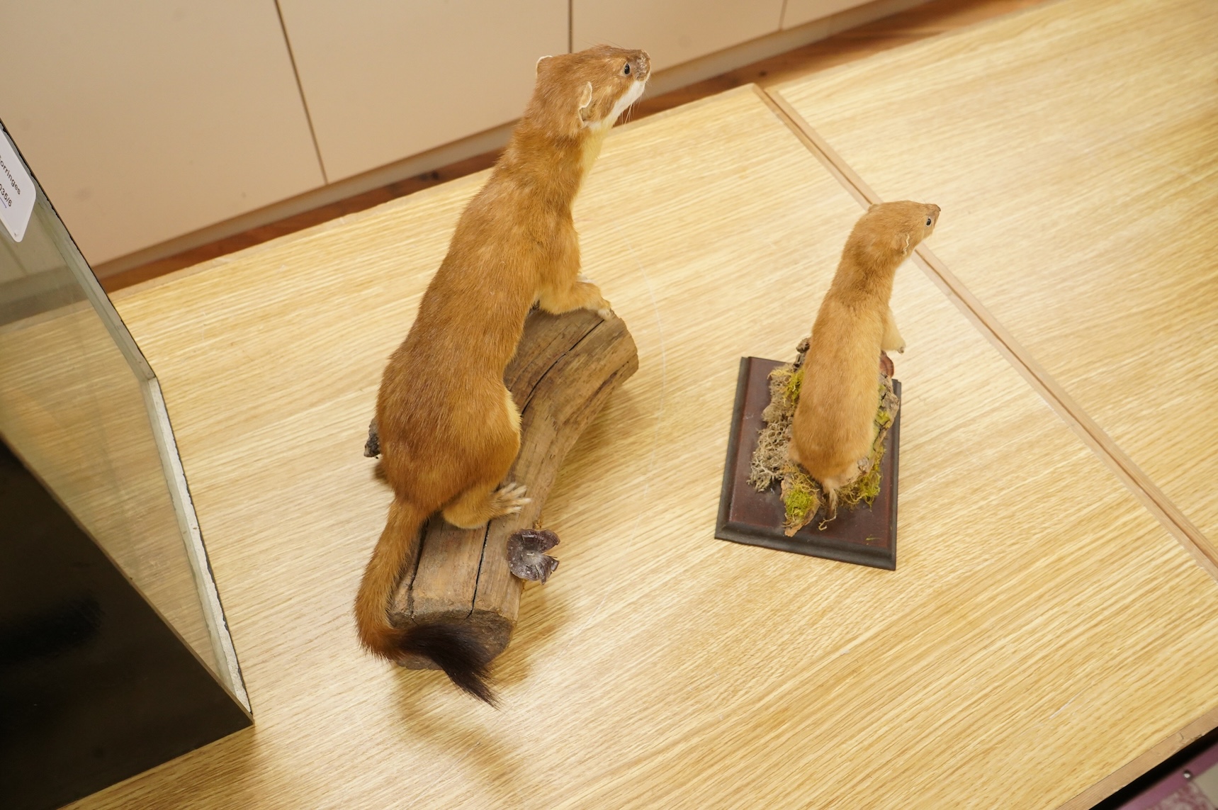 A taxidermy stoat and a weasel, separately mounted on naturalistic wooden bases, tallest 24cm